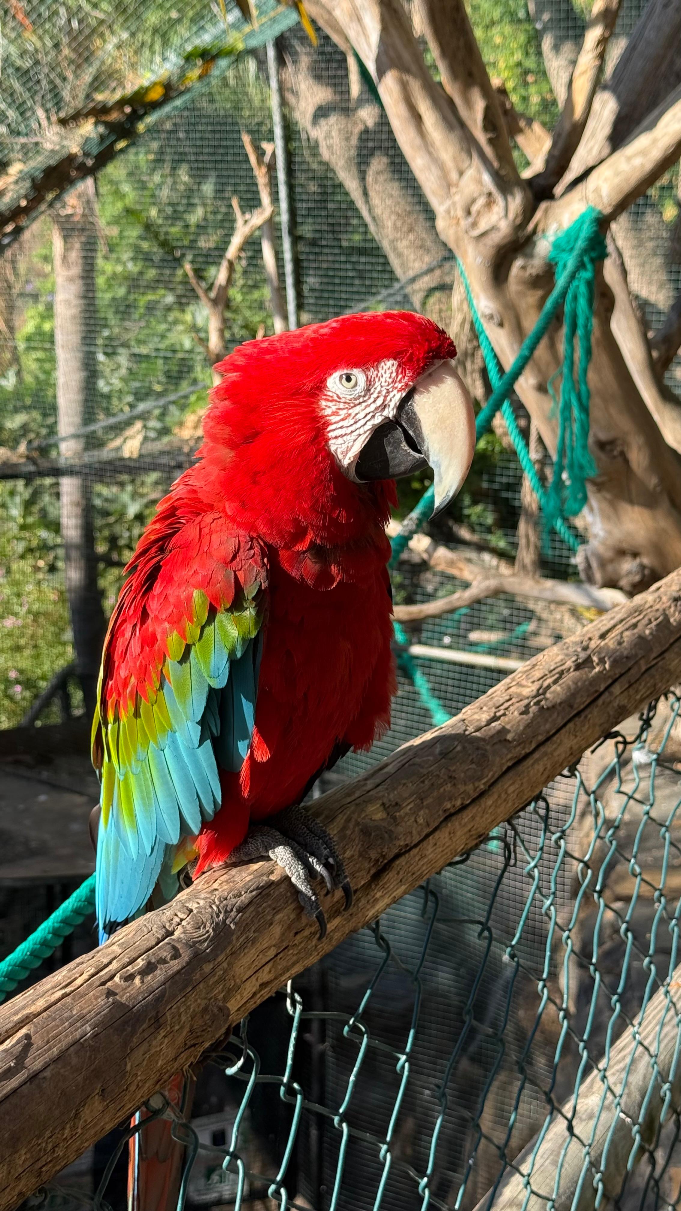 guac rojo.jpeg